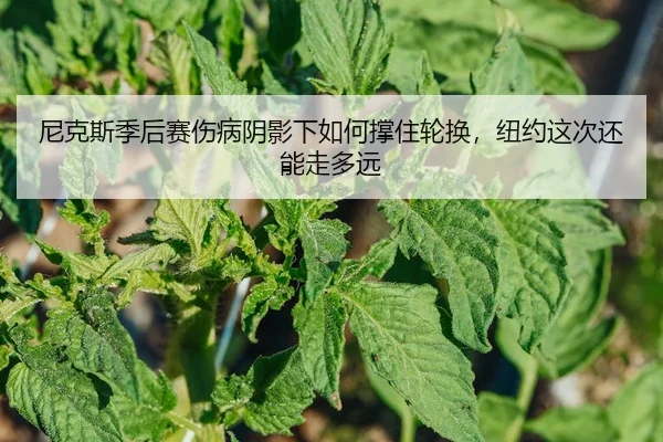 尼克斯季后赛伤病阴影下如何撑住轮换，纽约这次还能走多远